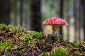 Dinsdag 10 april organiseren Natuurmonumenten en Staatsbosbeheer een landschapscafé bij ons in het beweegcentrum Norg vanaf 19.00 uur